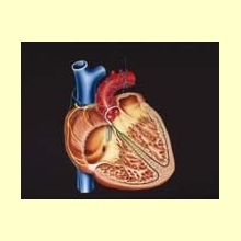 Los Omega 3 presentan efecto cardioprotector y antienvejecimiento